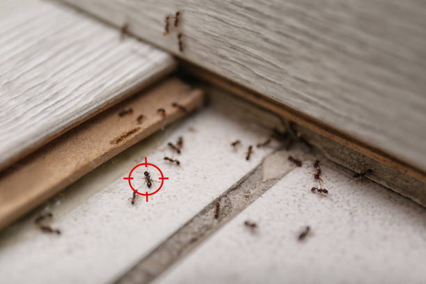 Best Mosquito Control Services  in Crown Pot, IN
